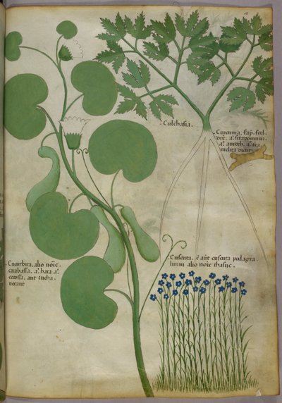 花を含む植物の植物図譜、1440年頃、ヴェラムにインクと彩色 作： Italian School