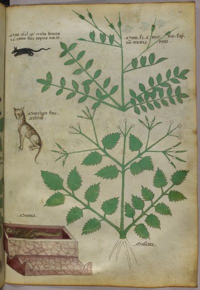 ヒョウ、ネズミ、死体とともに描かれた植物の植物図譜 1440年頃（ヴェラムにインクと彩色） 作： Italian School