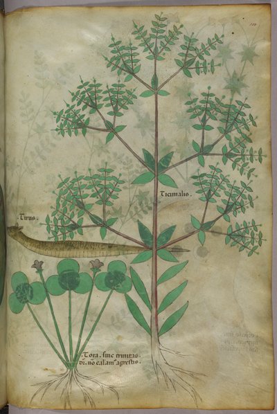 植物と動物を描いた植物図版 1440年頃 (ヴェラムにインクと彩色) 作： Italian School