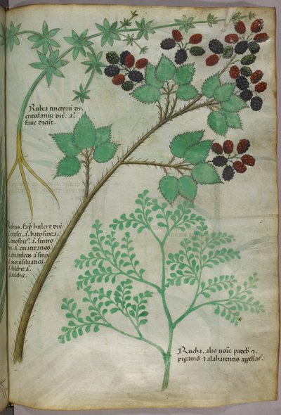 マダー[rubea]、ブラックベリー[rubus]、ルー[ruta]の植物図版、1440年頃（ヴェラムにインクと彩色） 作： Italian School