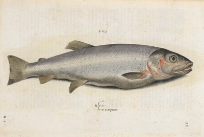 カルピオーネの魚、「Aquatilium Animalium Historiæ liber primus」のイラスト、Ippolito Salviani 作 作： Italian School