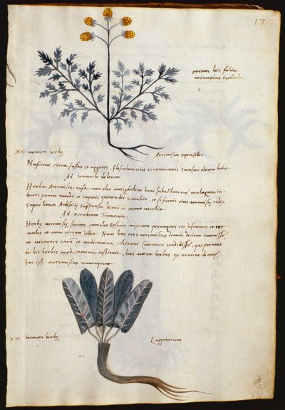 タラ。 2377 アルテミシアとラッパリウム、「Herbarium Apulei Platonici」の薬用植物 (ベラムに水彩とインク) 作： Italian School