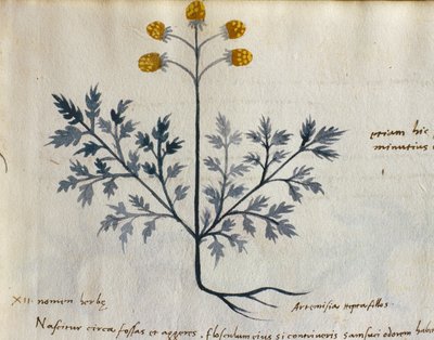 タラ。 2007年 ヨモギ、「Herbarium Apulei Platonici」の薬用植物（ベラムに水彩とインク）（415715の詳細） 作： Italian School
