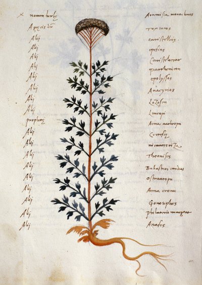 タラ。 2377 アルテミシア、「Herbarium Apulei Platonici」の薬用植物 (ベラムに水彩とインク) 作： Italian School