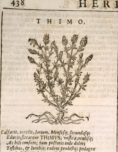 コモンタイム（Thymus vulgaris）、カストーレ・デュランテの版画 作： Italian School