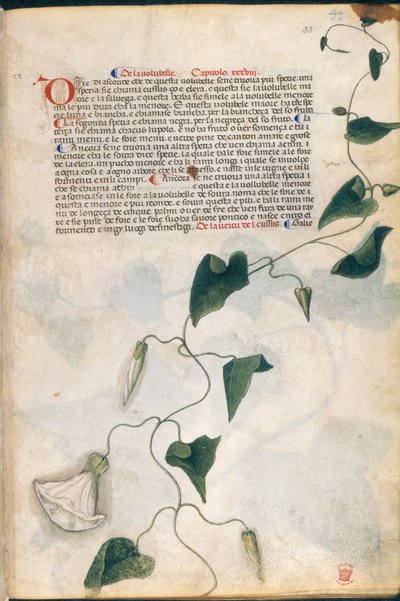 Convolvulus Plant、「Carrara Herbal」のイラスト、パドヴァ、1400年頃（紙に金のペンとインク） 作： Italian School