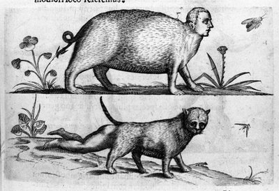 妖怪人間の種類：マンティコア......子供の足を持つ猫。イタリアの科学者Fortunio Liceti (1577-1656)の「De monstrorum natura, causis et differentiis」からの版画。1646 作： Italian School