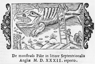 ホッキョクグマ、イラストオラウスマグナス（1490-1558）による北部の説明、1555年にローマで公開 作： Italian School