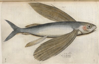 トビウオ、「Aquatilium Animalium Historiæ liber primus」のイラスト、Ippolito Salviani 作 作： Italian School