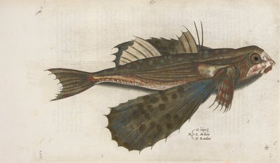 トビウオ、「Aquatilium Animalium Historiæ liber primus」のイラスト、Ippolito Salviani 作 作： Italian School