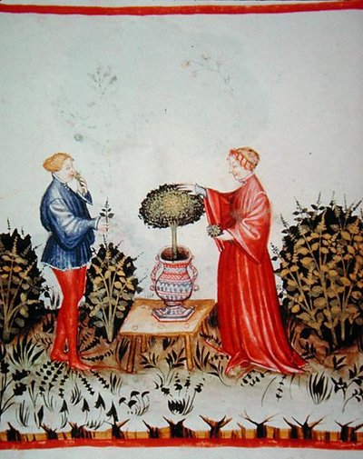 Fol.39v 「バジリカム・クラトゥムを集めて」、「Tacuinum Santiatis Codex Vindobonensis」のイラスト（ベラム製） 作： Italian School