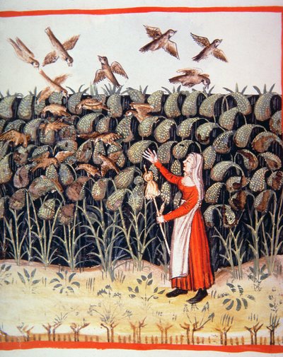 Fol.47 vミレー、Tacuinum Santiatis Codex Vindobonensisのイラスト 作： Italian School