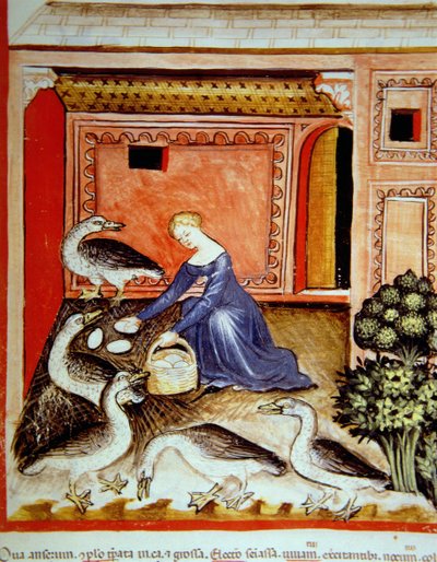 Fol.66r飼育ガチョウ、Tacuinum Santiatis Codex Vindobonensisのイラスト 作： Italian School