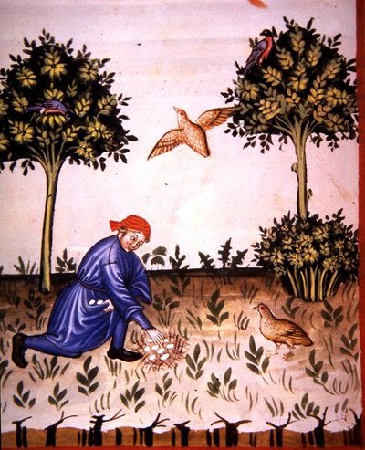 Fol.66v 『Tacuinum Santiatis Codex Vindobonensis』の挿絵「ウズラの卵を集める」（ベラム製） 作： Italian School