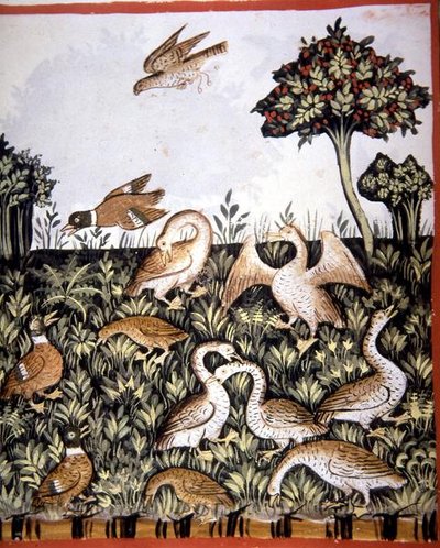 Fol.69v 「Tacuinum Santiatis Codex Vindobonensis」からの挿絵「アヒルとガチョウ」（ベラム製） 作： Italian School