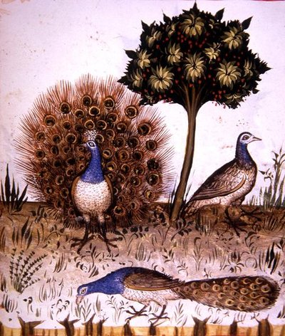 Fol.70r 「Tacuinum Santiatis Codex Vindobonensis」の挿絵、孔雀（ベラム製） 作： Italian School