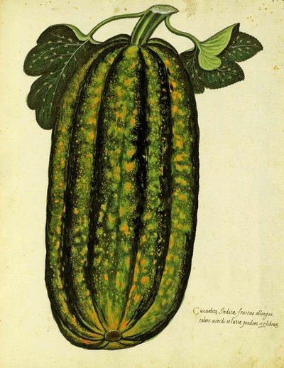 ウリッセアルドロヴァンディ（1522-1605）版の緑の長方形のスカッシュが、Piante Fiori Fruttiで公開されました（手塗りの彫刻）。 作： Italian School