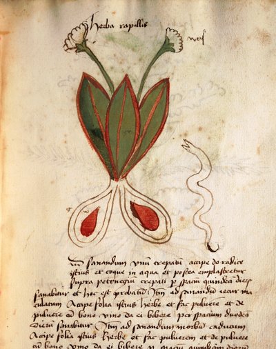 Herba Capillaria 作： Italian School