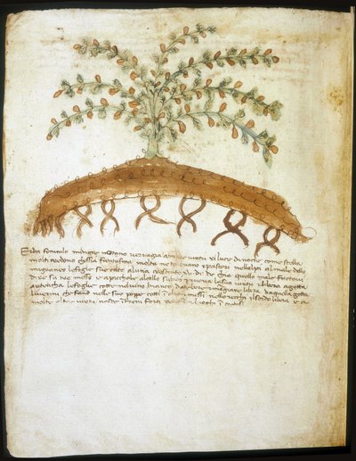 14世紀のハーバリウム。リミニの市立図書館。 作： Italian School