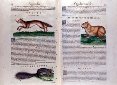 コンラッド・ゲスナーの「Historia Animalium」からの挿絵 作： Italian School