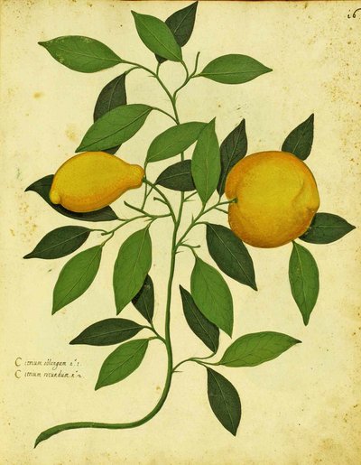 イタリアの家宝レモン、ウリッセアルドロヴァンディ（1522〜1605）のプレートがPiante Fiori Frutti（手塗りの彫刻）に掲載されました。 作： Italian School
