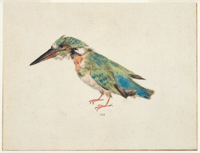 カワセミ 1650-99年頃（敷紙に黒チョーク、水彩、ボディカラー、下敷き、三辺に茶インクで縁取り線あり） 作： Italian School