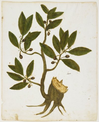 月桂樹（Laurus nobilis）（WC＆Tempera on paper） 作： Italian School