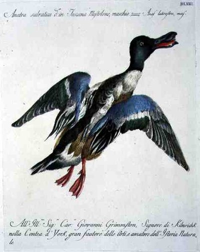 飛行中のマガモ、1767年から76年頃（手彩色の彫刻） 作： Italian School