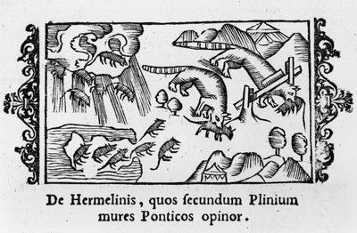 1555年にローマで出版されたOlaus Magnus（1490-1558）による「北部の説明」からのレミングの移行 作： Italian School