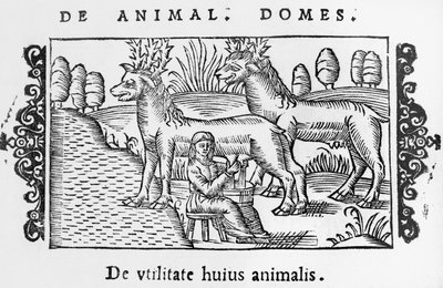 トナカイの搾乳、イラストオラウスマグナスによる北部の説明（1490-1558）、1555年にローマで出版 作： Italian School