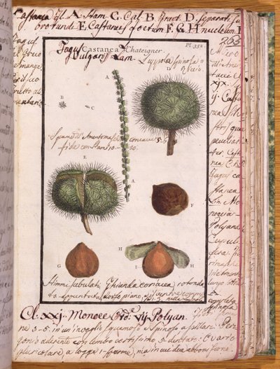 Ms 115 Chestnut、Dizionario di Botanica（ペンとインク、紙にトイレ） 作： Italian School