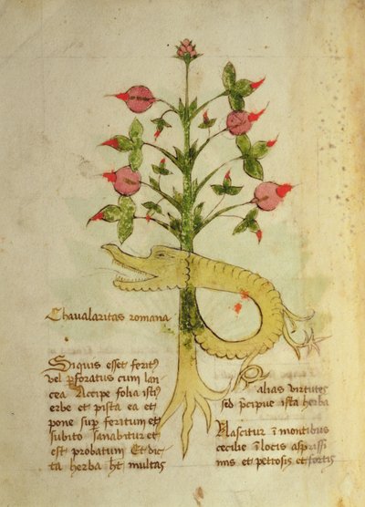 Ms 1591 Fol.6v ローマ騎士道のハーブ、15 世紀後半 (ベラム) 作： Italian School