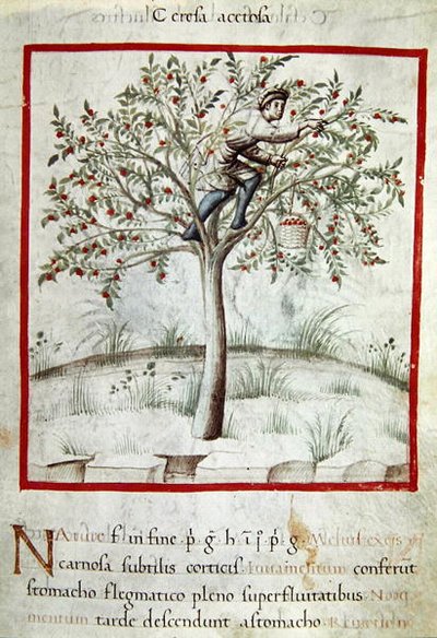 Ms 3054 f.25 「Tacuinum Sanitatis」（ベラム）からのチェリー摘み 作： Italian School