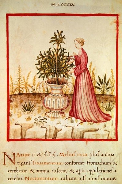 Ms 3054 fol.14v 水まきマジョラム、「Tacuinum Sanitatis」（ベラム）より 作： Italian School