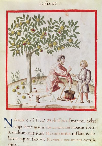Ms 3054 fol.31 「Tacuinum Sanitatis」（べラム）より、栗の収穫と調理 作： Italian School