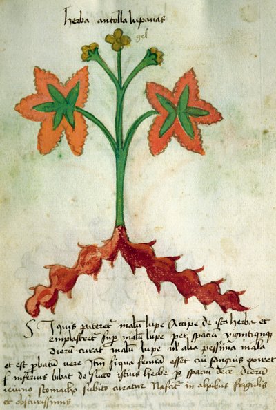 Ms 320 1000 Fol.13r Herba Victoria、「Liber Herbariusとその薬の製造方法」よりOrgione Rizzardo 作： Italian School
