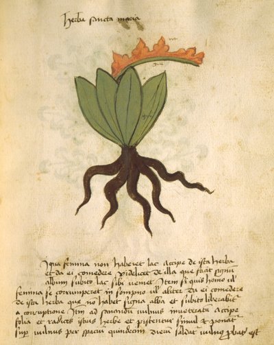 Ms 320 1000 fol.28リベルエルバリウス出身のサンタマリアと、Orgione Rizzardoによる申請を完了した理由 作： Italian School