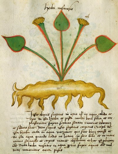 Ms 320 Fol.29v Herba Nastrusio 1000、「Herbariusとその薬の製造方法」からOrgione Rizzardo 作： Italian School