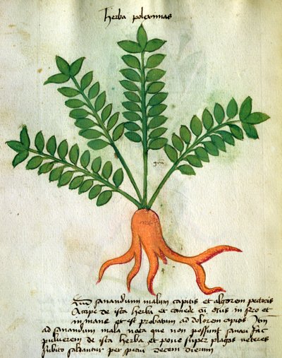 MS Orgione Rizzardo（ベラム）によって一緒に医薬品の製造の方法と「Herbarius」から320千Fol.31ハーバPoleximas、 作： Italian School
