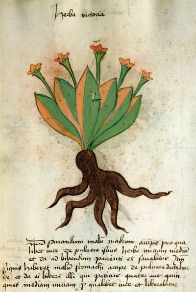 Ms 320 1000 Fol.34r Herba Victoria、「Herbariusとその薬の製造方法」よりOrgione Rizzardo 作： Italian School