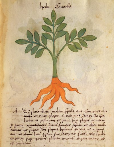Ms 320 1000 fol.14r plant Cancealis、「Herbariusとその薬の製造方法」によるOrgione Rizzardo 作： Italian School