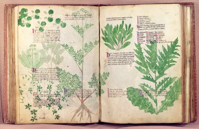 マウントインペリアルのマンフレッドによる約80の植物やハーブからのMS 6823 fol.19v、c.1330-40 作： Italian School