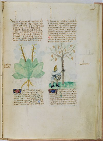 Ms Lat 993 L.9.28 fol.136r Pedanius Dioscorides (c.40-90 AD) による「Tractatus de Herbis」からのテレピン油の収集 (ベラム) 作： Italian School