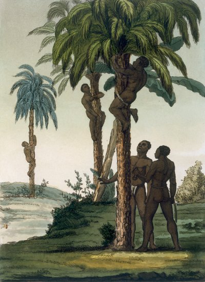1820年代から30年代にかけて、ネイティブが腰にスリングホルターを使って手のひらを登る 作： Italian School