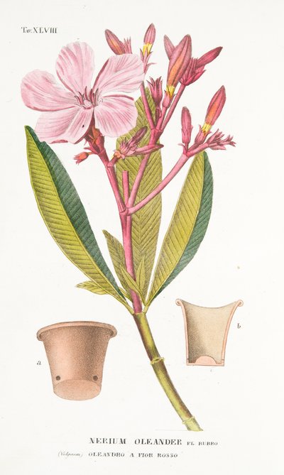 Nerium Oleander el Bubro、プレートXLVIII、LAntotrofia Ieから栽培DeFiori、Antonio Piccioli、pub.1834 作： Italian School