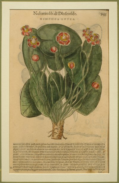 Nimphea Lutea、Pietro Andrea Mattioli（1501-77）によるDiscorsiの植物プレート、ヴェネツィアで出版、1570 作： Italian School