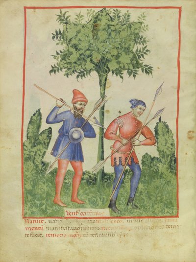 Nouy Acq Lat 1673 fol.100v西風、Tacuinum健康、c.1390-1400 作： Italian School