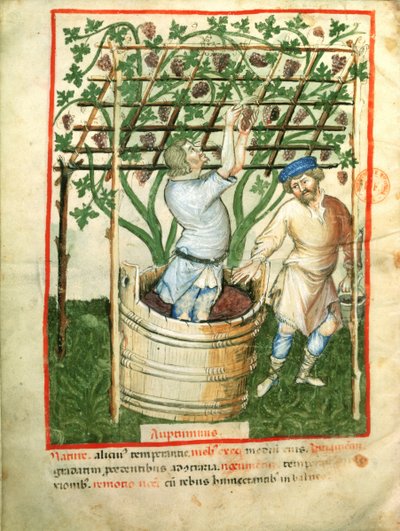 Nouy 1673 fol.103va Acq Latブドウの採集と搾汁、Tacuinumヘルシー、c.1390-1400から 作： Italian School