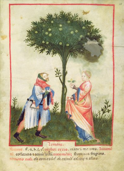 Nouy Acq Lat 1673 fol.18レモンの収穫、Tacuinumヘルシー、c.1390-1400 作： Italian School