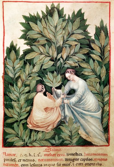 Nouy Acq Lot 1673 Fol.34rセージを選ぶ2人の女性、健康なTacuinum、c.1390-1400 作： Italian School